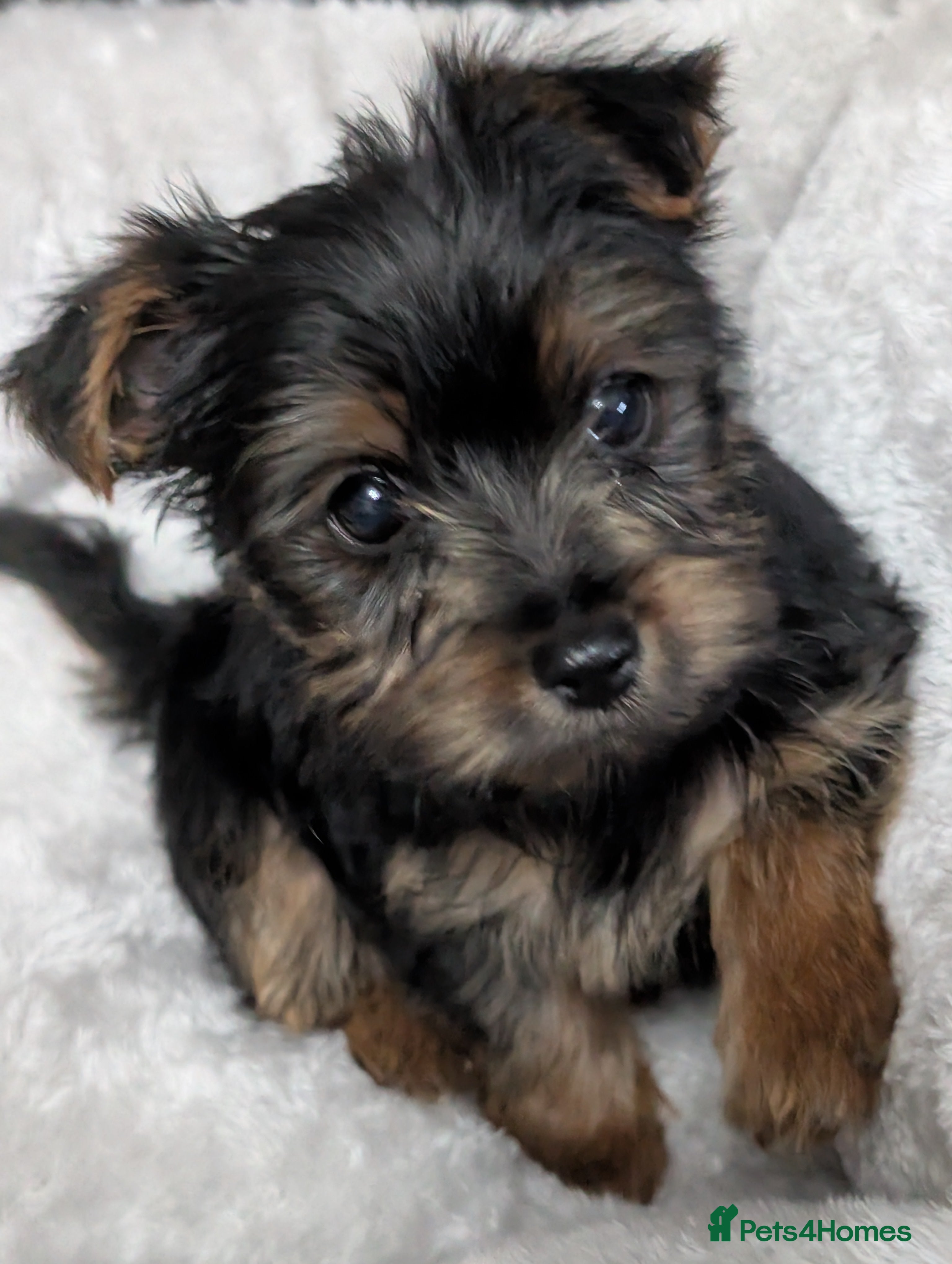 Yorkshire Terrier dogs Yorkshire terrier puppy  - Advert 12