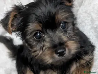 Yorkshire Terrier dogs Yorkshire terrier puppy - Advert 12