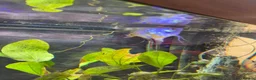 Angelfish fish for sale: Tropical fish for sale  in London - Advert 6