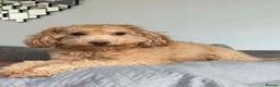 Toy Poodle dogs for sale: Stunning Toy poodles  - Advert 7