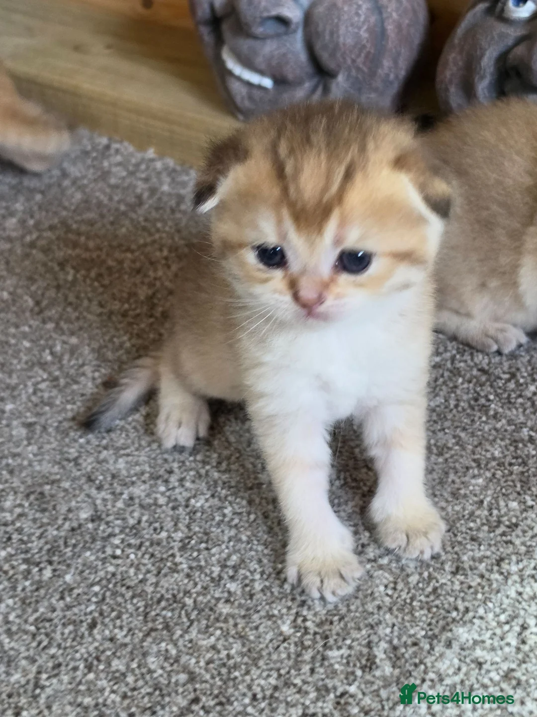 British Shorthair cats for sale: British Shorthair Golden Chinchilla Kittens - Advert 22