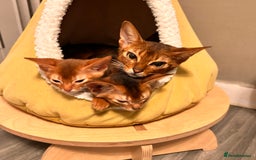 Abyssinian cats for sale: TICA champion line Abyssinian kittens  - Image 27