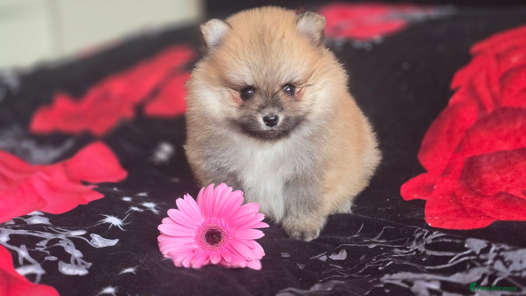 Pomeranian dogs for sale: 🔥XXXS🔥Pomeranian puppies🔥KC reg🔥for sale🔥 - Image 12