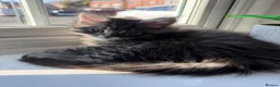 Maine Coon cats for sale: Beautiful Mainecoon kittens ready for loving homes in Rochdale - Advert 12