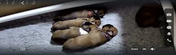 Boxer dogs for sale: Bobtailed boxer puppies  in Billericay - Advert 3
