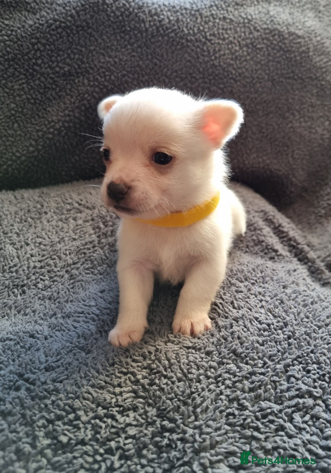 Pomchi dogs for sale: Adorable Pomchi Puppies - Viewings now welcome - Advert 4