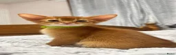Abyssinian cats for sale: TICA Abyssinian kittens  - Advert 14