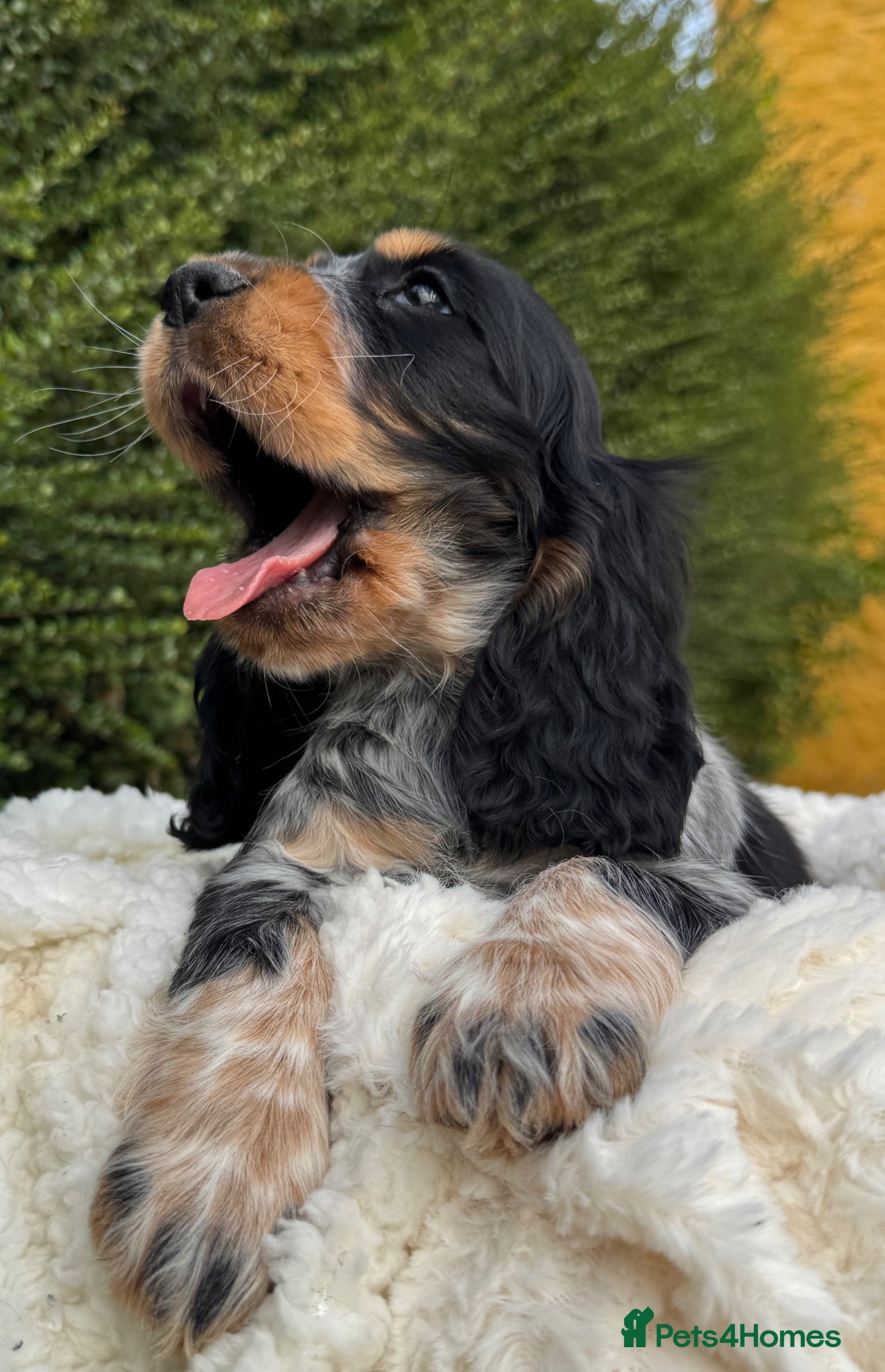 Cocker Spaniel dogs Extensively Health tested Parents & UNIQUE colours - Advert 2