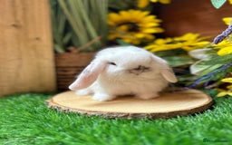 Mini Lop rabbits for sale: Pure bred Mini hop - Image 1