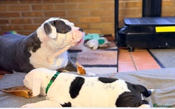 Old Tyme Bulldog dogs for sale: 🩷🩷Old Tyme Bulldog Puppies🩷🩷 - Image 3