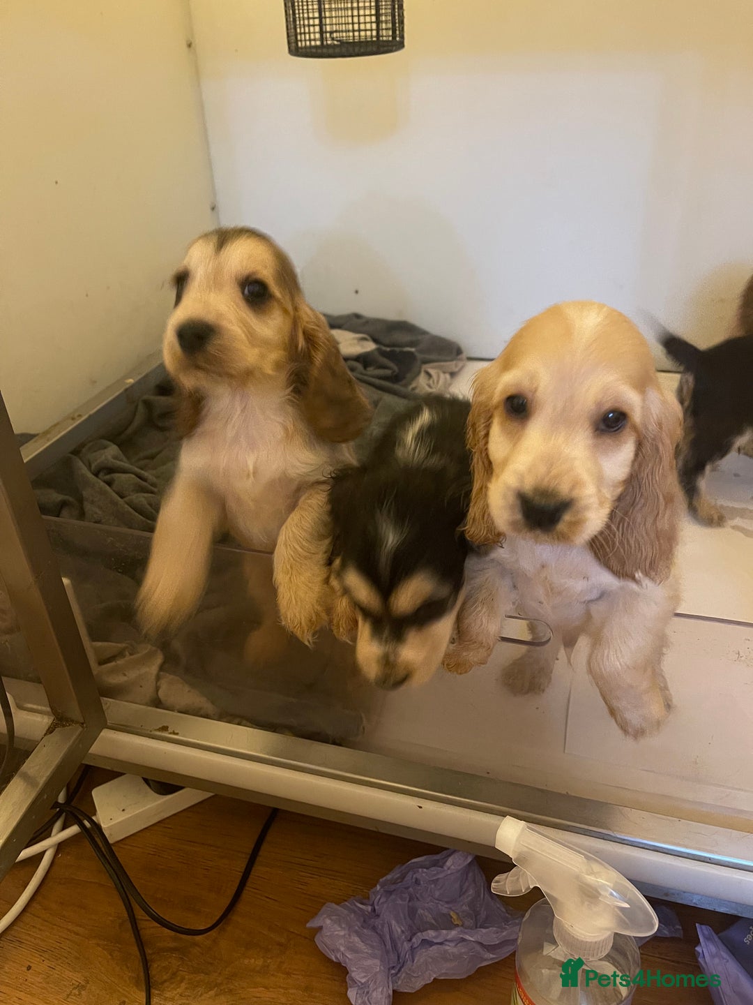 Cocker Spaniel dogs for sale: Quality litter of Show Type Cocker Spainels  - Advert 6