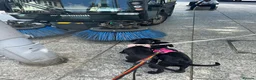 Labrador Retriever dogs for sale: Champion line labradors part trained - Advert 6