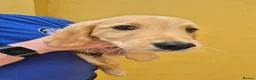 Golden Retriever dogs for sale: Lovely little boy - Advert 4