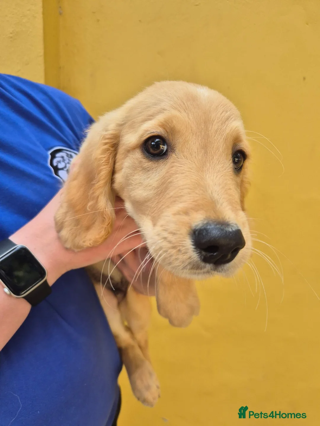 Golden Retriever dogs for sale: Lovely little boy - Advert 4