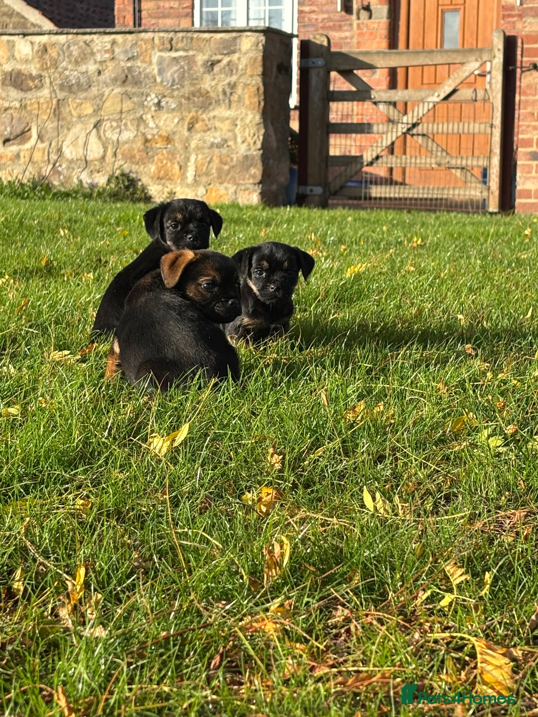 Border Terrier dogs for sale: 🐾 fantastic Border Terrier  - Image 17