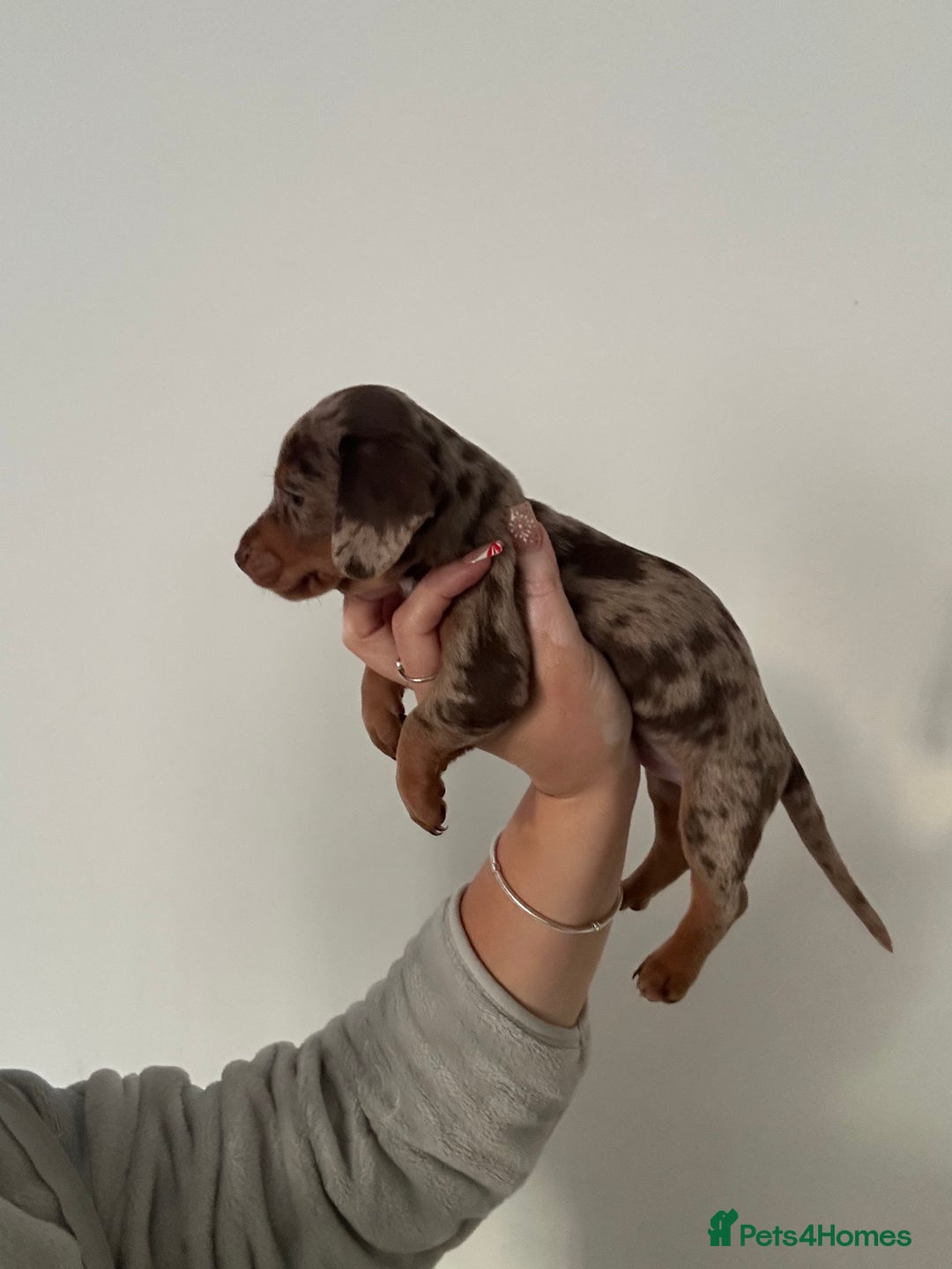 Miniature Dachshund dogs for sale: Miniature dashounds  - Advert 5