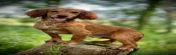 Cocker Spaniel dogs for sale: Beautiful Working Cocker Spaniel Puppies - Advert 28