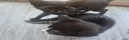 Mixed Breed cats for sale: Two kittens for sale  in Tamworth - Advert 6