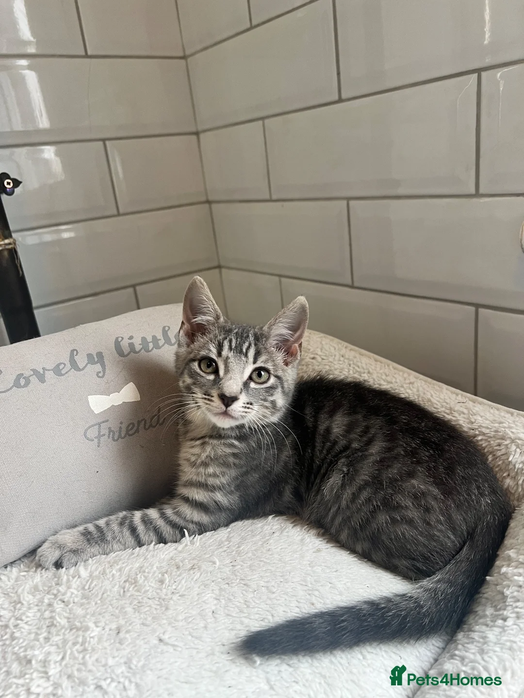 Bengal cats for sale: Tabby mixed kittens  - Advert 2