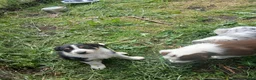 Border Collie dogs for sale: Border collie pups for sale in Bishop Auckland - Advert 16