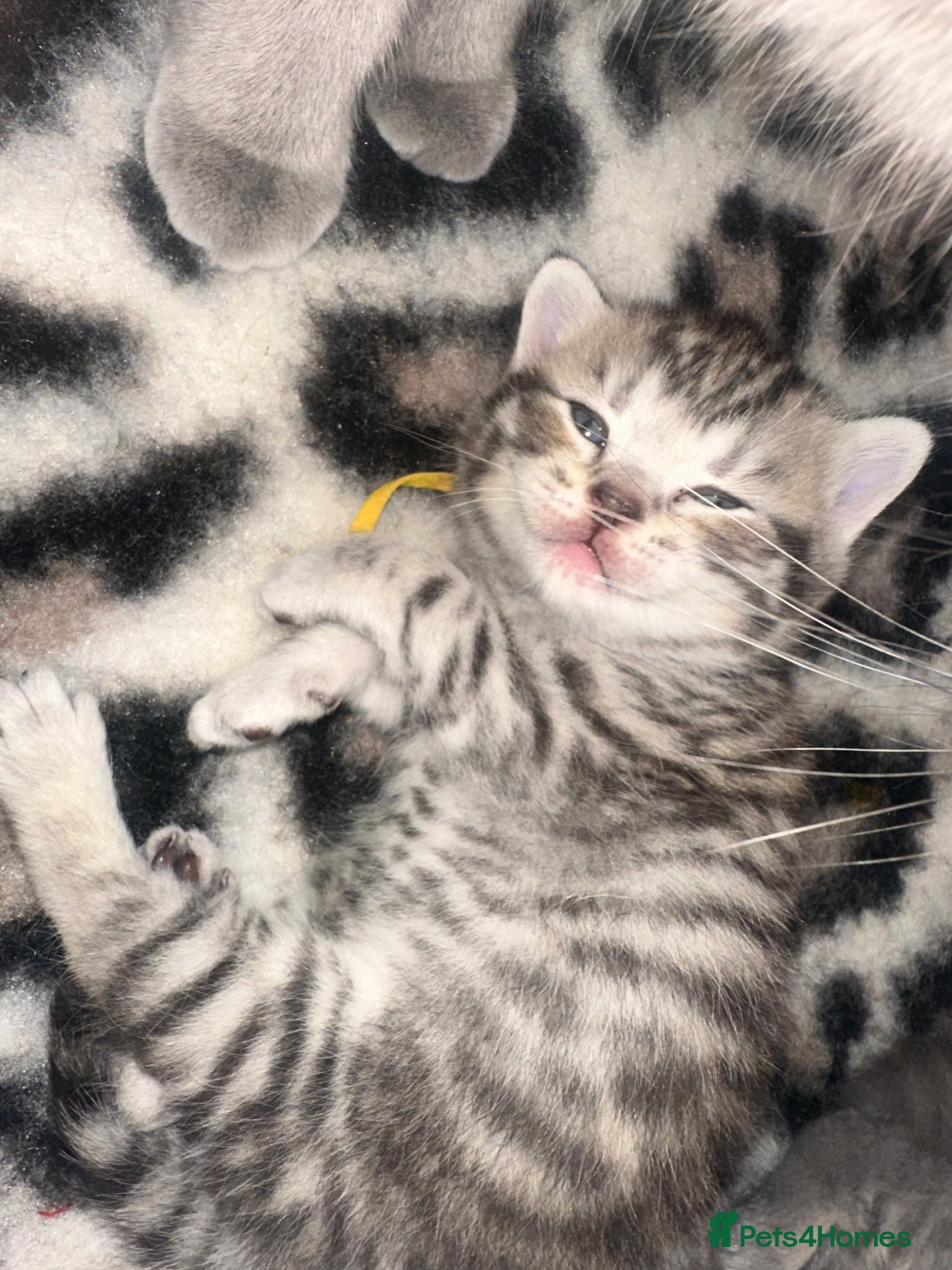 British Shorthair cats for sale: Exceptional British Shorthair kittens 🩷 - Advert 14