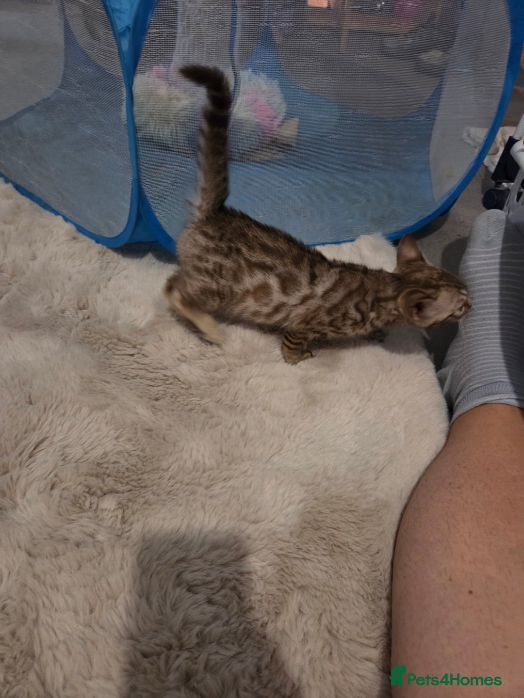 Bengal cats for sale:  1 stunning male bengal kitten (reduced price) - Image 32