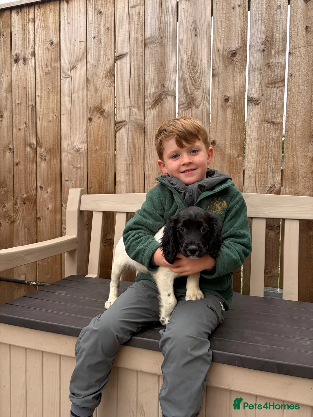 English Springer Spaniel dogs for sale: KC Registered Springer Spaniel Pup 4 Month Old - Advert 2