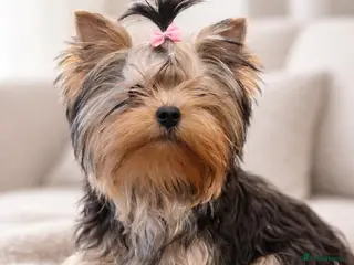 Yorkshire Terrier dogs One beautiful female Available💗🐾 - Advert 9
