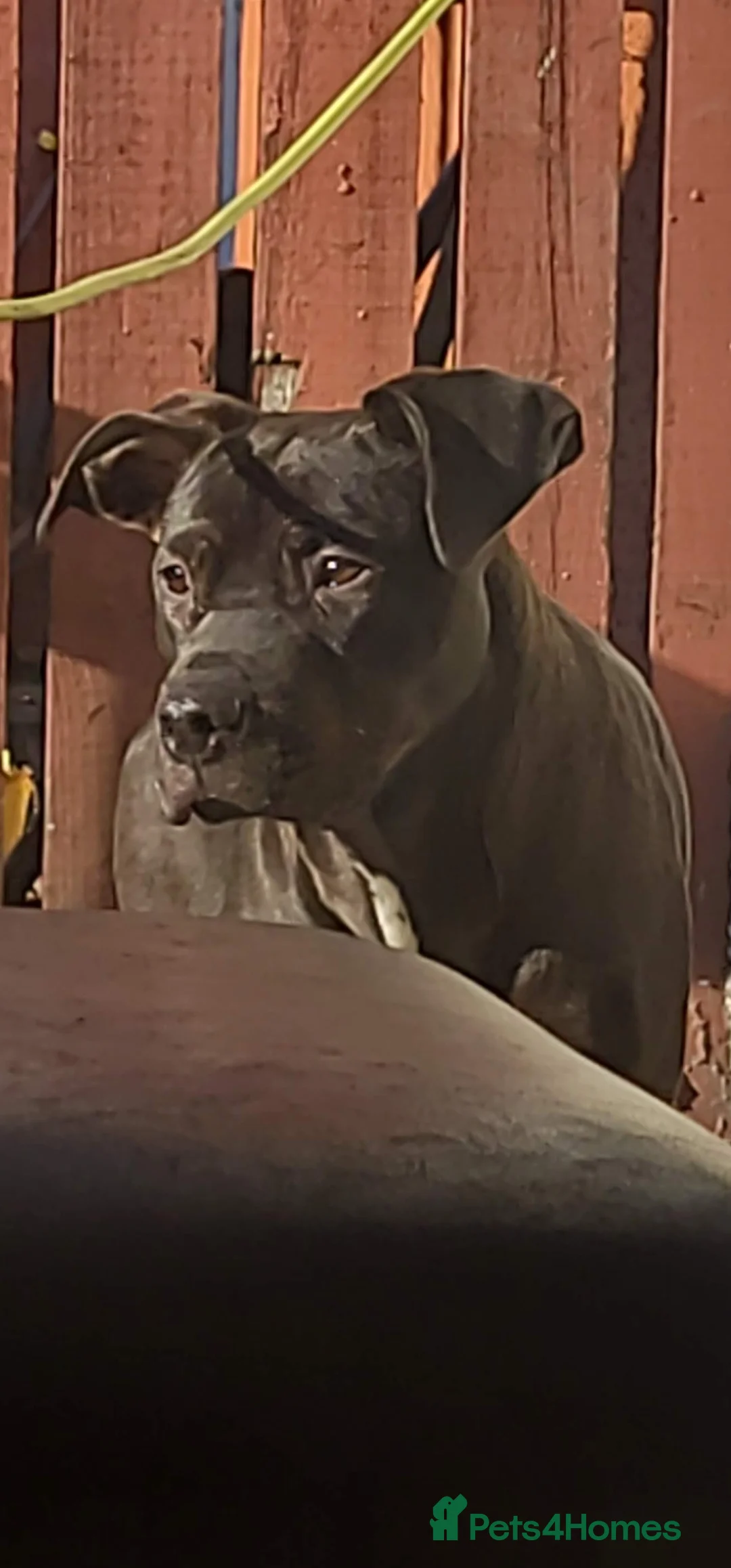 Cane Corso dogs for sale: Cane Corso needs forever home - Advert 1