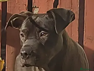 Cane Corso dogs Cane Corso needs forever home - Advert 3