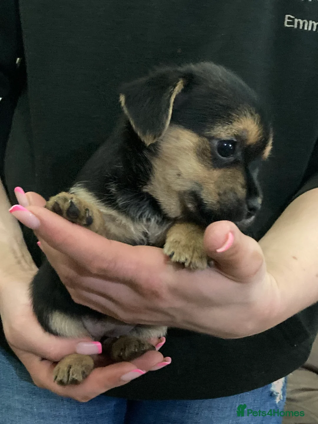 Mixed Breed dogs for sale: BEAUTIFUL BORDER JACK PUPPIES - Advert 6