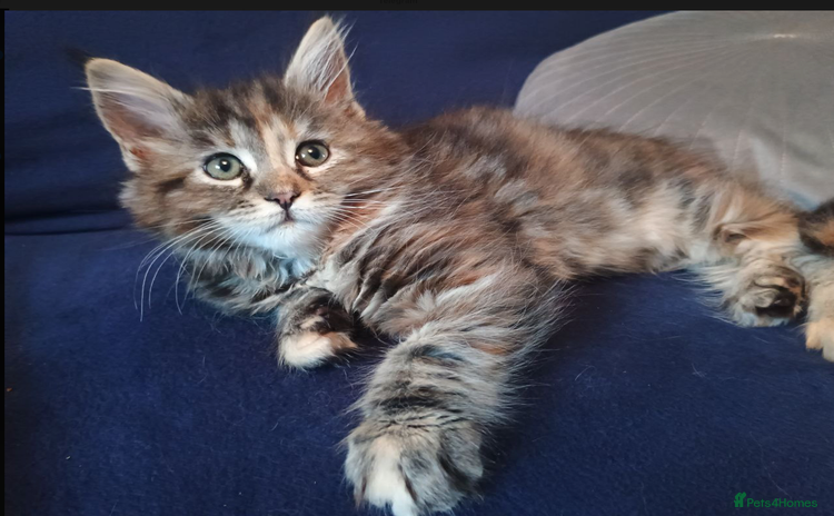 Mixed Breed cats - Advert 2