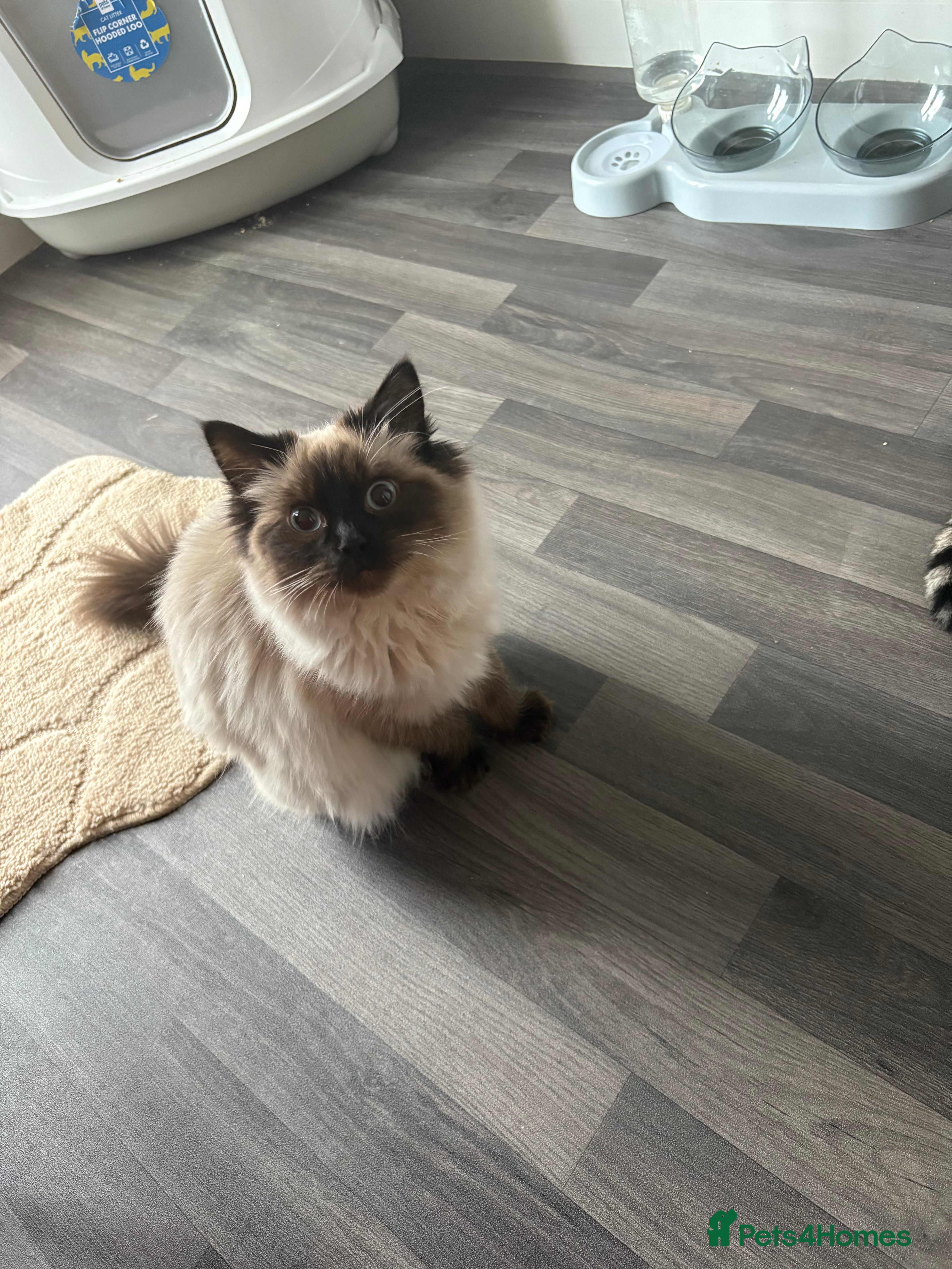 Ragdoll cats Called Skye - Ragdoll  - Advert 5