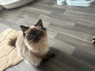 Ragdoll cats Called Skye - Ragdoll - Advert 1