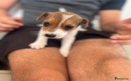 Jack Russell dogs for sale: 4 beautiful healthy jack Russel puppies  - Image 9