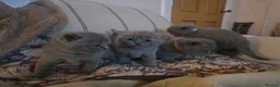 British Shorthair cats for sale: Beautiful British Shorthair Kittens in West Calder - Advert 21