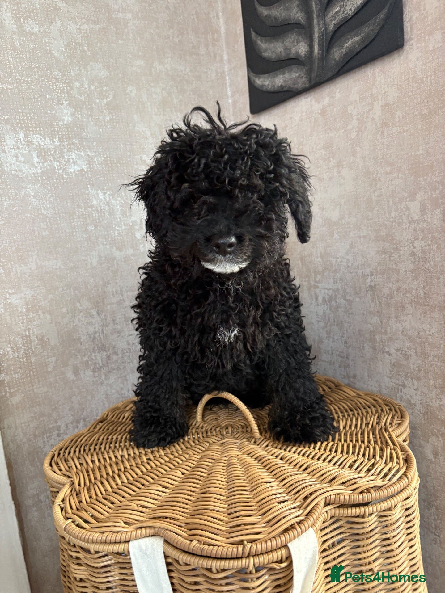 Mixed Breed dogs Yorkie poo Boy for sale  - Advert 1