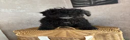 Mixed Breed dogs for sale: Yorkie poo Boy for sale  - Advert 3