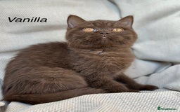 British Shorthair cats for sale: Ready British Shorthair Chunky Kittens - Image 15