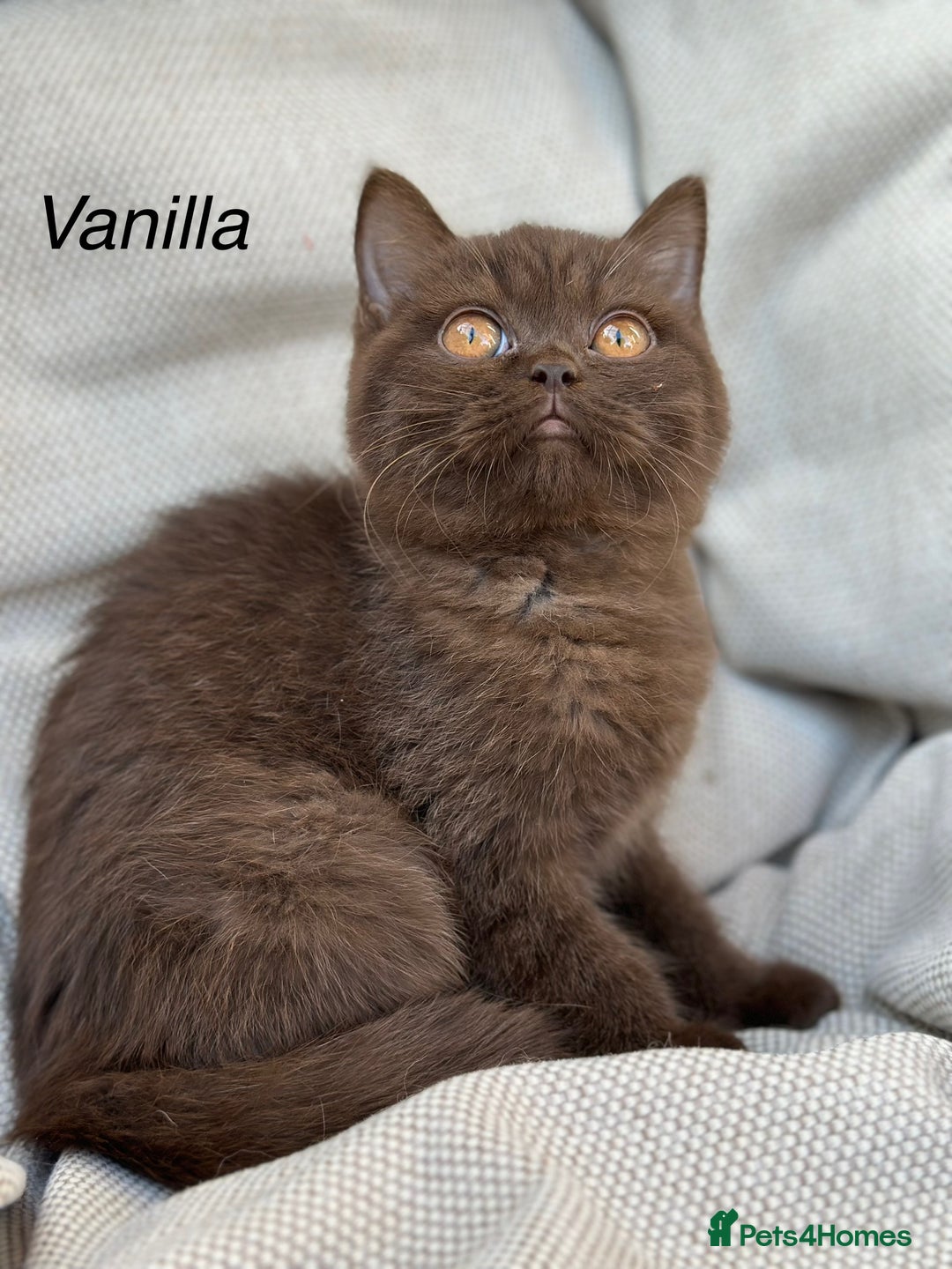 British Shorthair cats for sale: Ready British Shorthair Chunky Kittens - Image 15