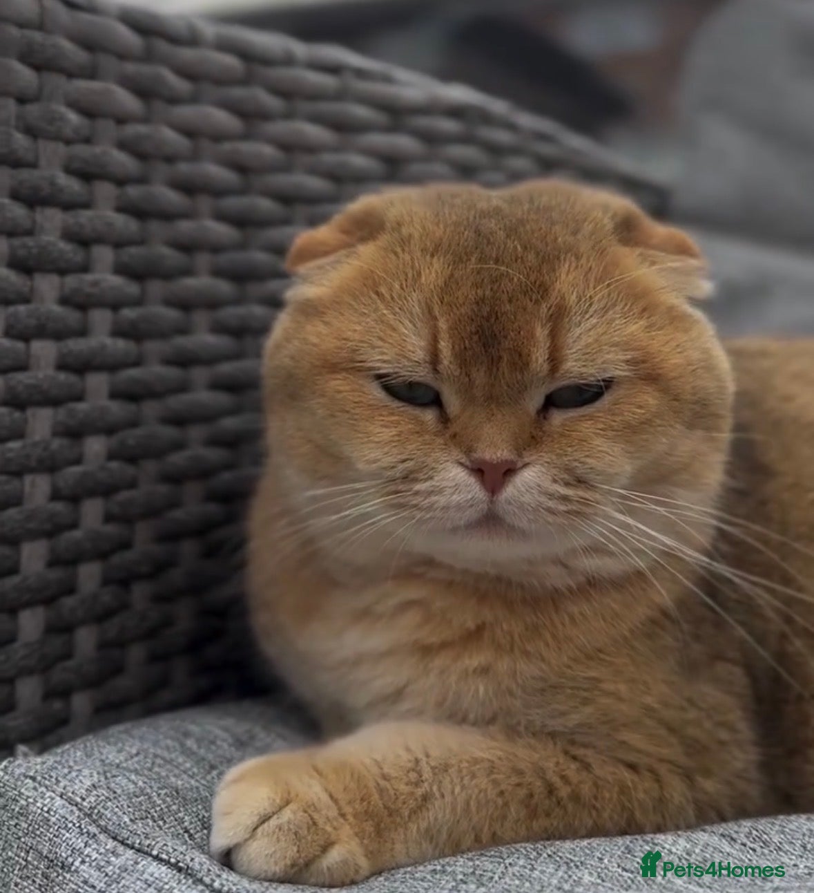 Scottish Fold cats 🌟My gorgeous female for sale 🌟 - Advert 13