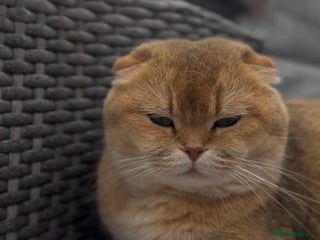 Scottish Fold cats 🌟My gorgeous female for sale 🌟 - Advert 6