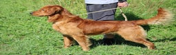 Golden Retriever dogs for stud: EXTENSIVELY health tested with excellent results! in Newark - Advert 19
