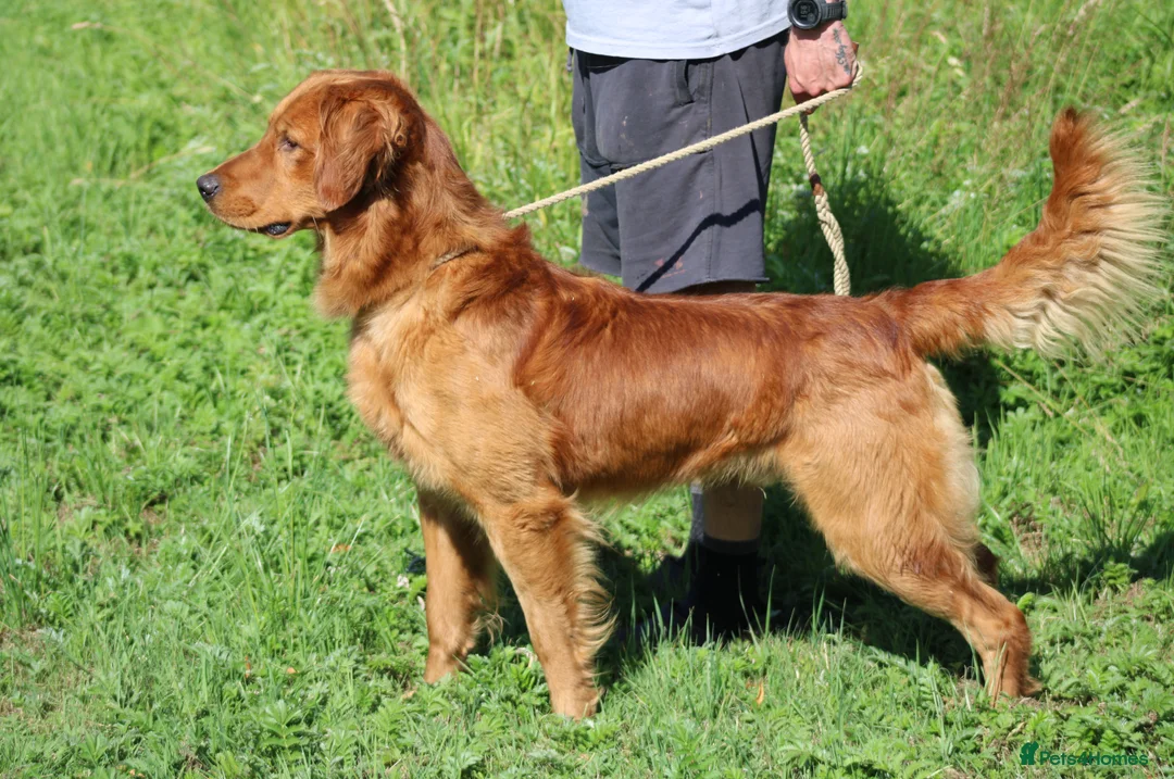 Golden Retriever dogs for stud: EXTENSIVELY health tested with excellent results! in Newark - Advert 19