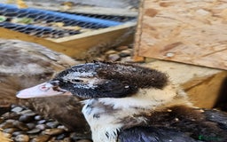 Ducks poultry for sale: 2 Muscovy ducks and 1 Indian runner duck - Advert 7