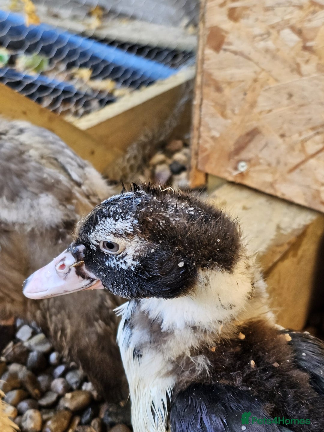 Ducks poultry for sale: 2 Muscovy ducks and 1 Indian runner duck - Advert 7
