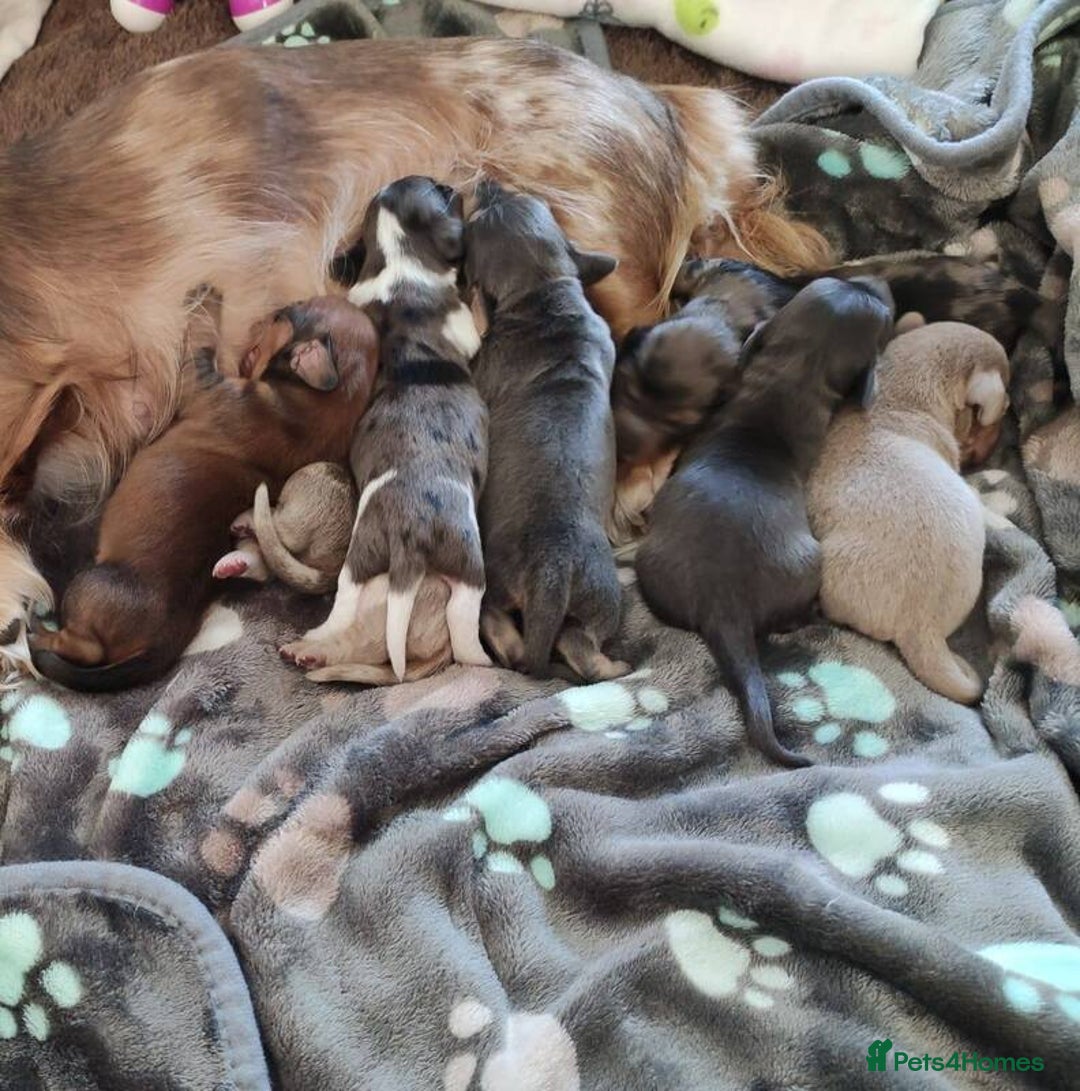 Miniature Dachshund dogs for sale: LONG HAIRED MINI KC REG PRA CLR  - Image 5