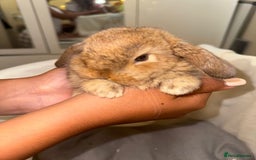 Mini Lop rabbits for sale: 4 gorgeous mini lop bunnies for sale  - Image 3