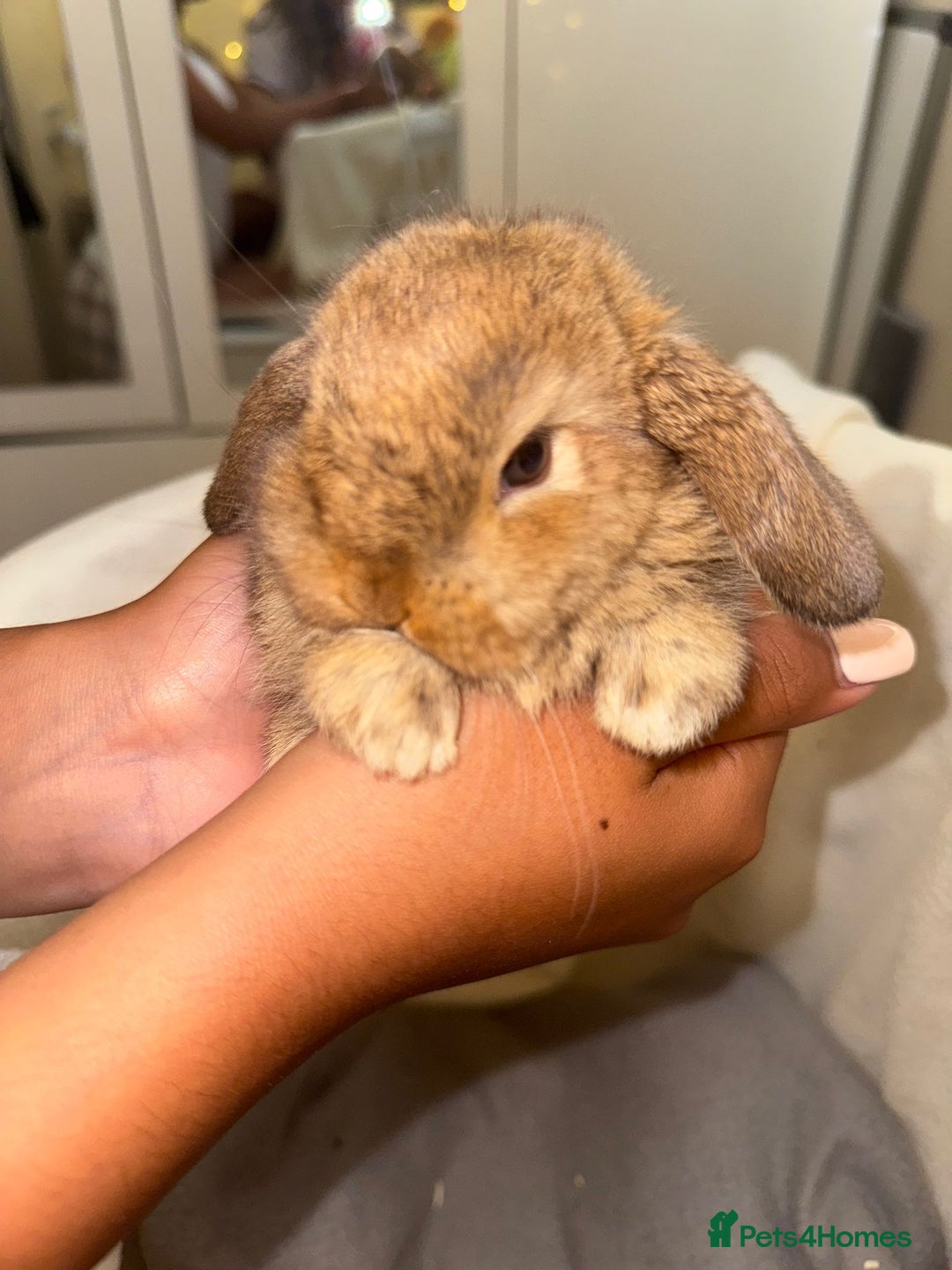 Mini Lop rabbits for sale: 4 gorgeous mini lop bunnies for sale  - Image 3