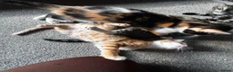 Mixed Breed cats for sale: 5 kittens for sale in St Albans - Advert 9